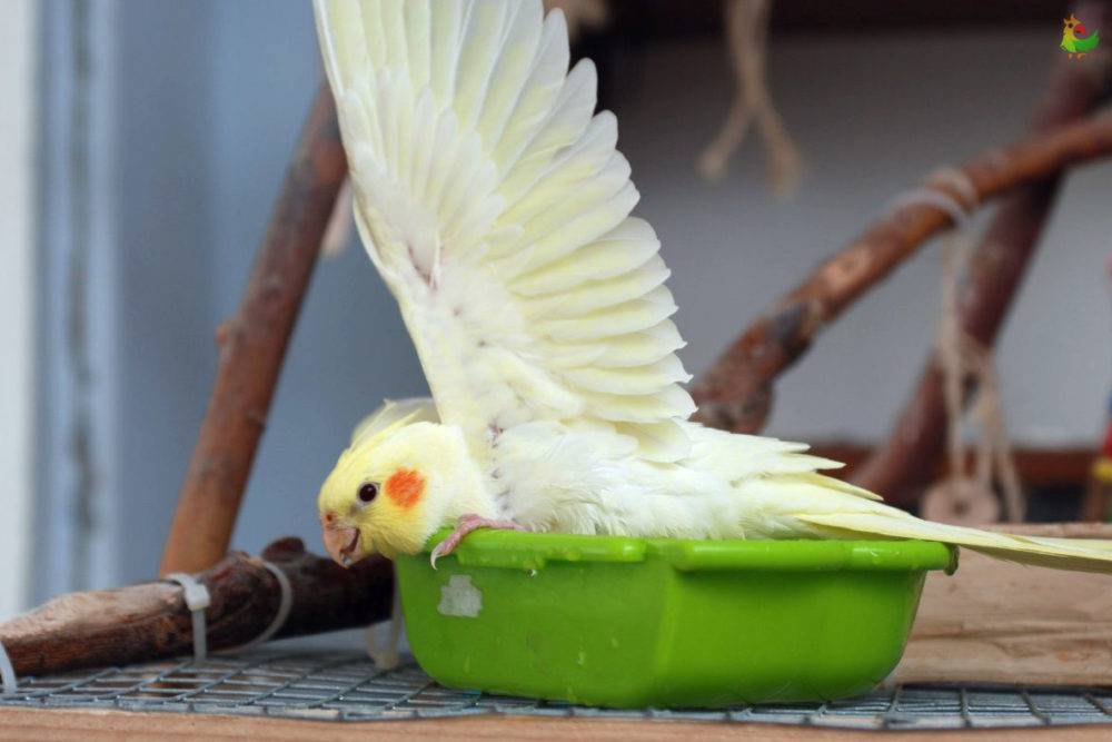 Минеральный камень для попугаев, нужен ли и для чего
