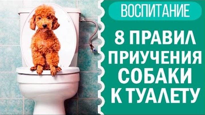 Как приучить собаку к туалету в квартире
