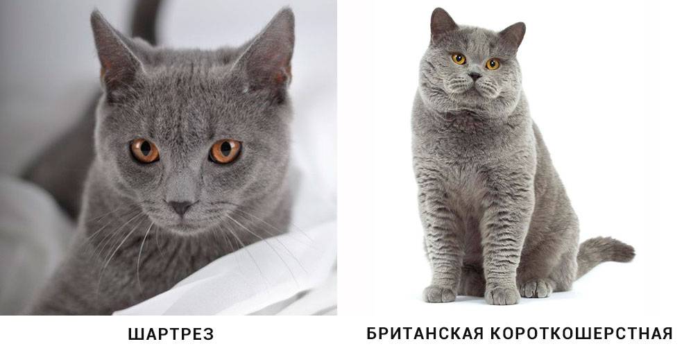 Картезианская кошка, или кошка шартрез: все о породе