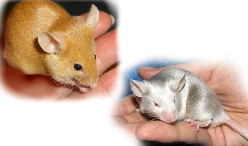 Домашние крысы: виды и особенности содержания
