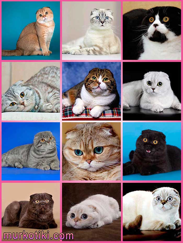 Шотландские вислоухие кошки: описание породы, характер, здоровье