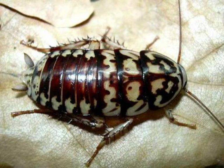 Опасен ли укус таракана, и что делать, если таракан залез в ухо