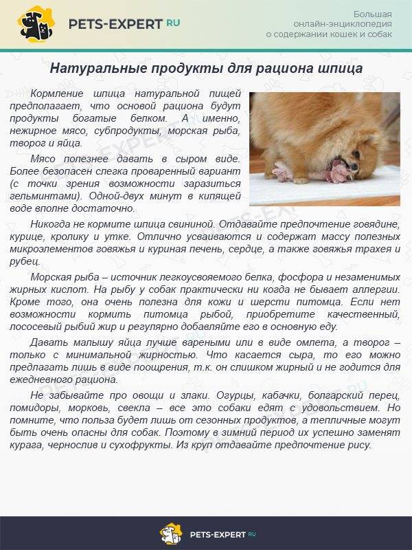 Правильное воспитание щенка: основы дрессуры. как воспитывать щенка в 1 месяц правильно: обучение основным командам . милая я