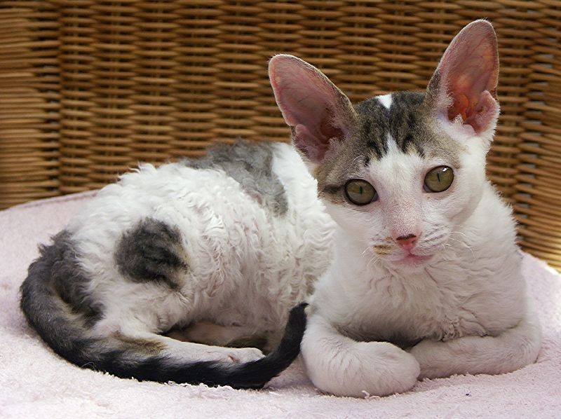 Гипоаллергенные кошки: полный список пород