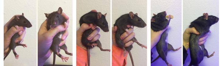 Сколько весит самая большая крыса и каковы ее размеры?