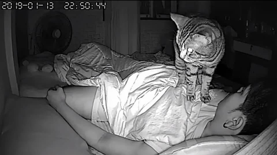 Варианты как можно заставить спать кошку по ночам если она не дает уснуть