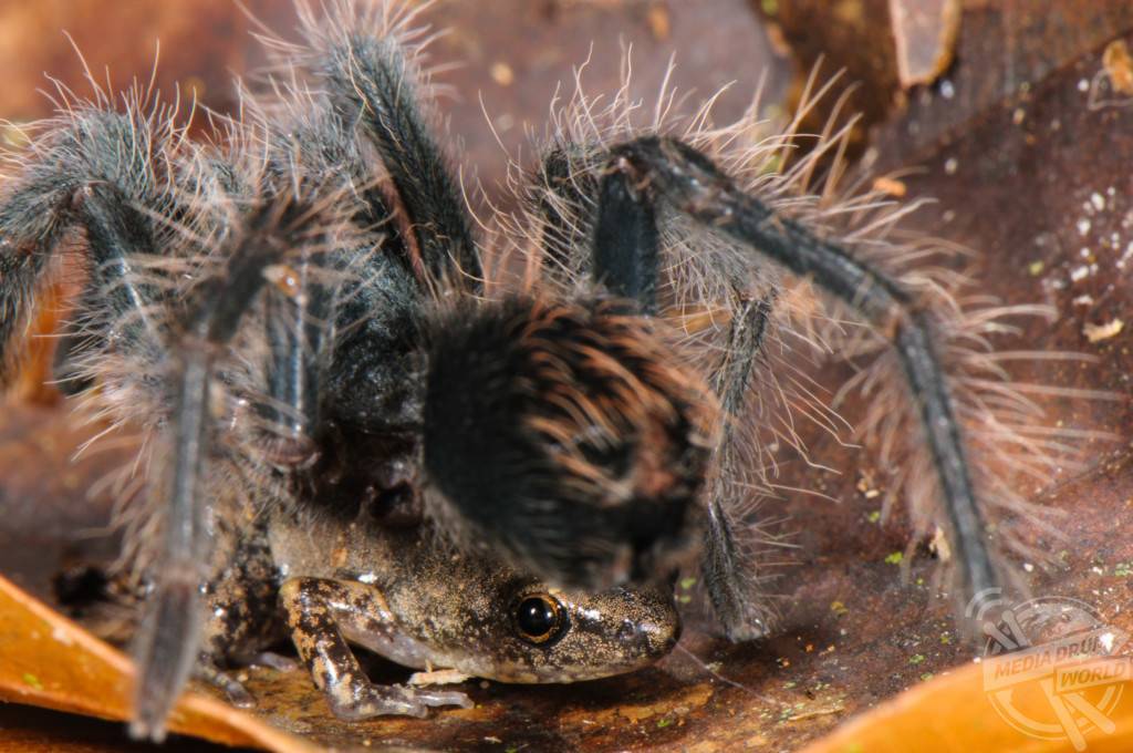 Австралийский паук-охотник