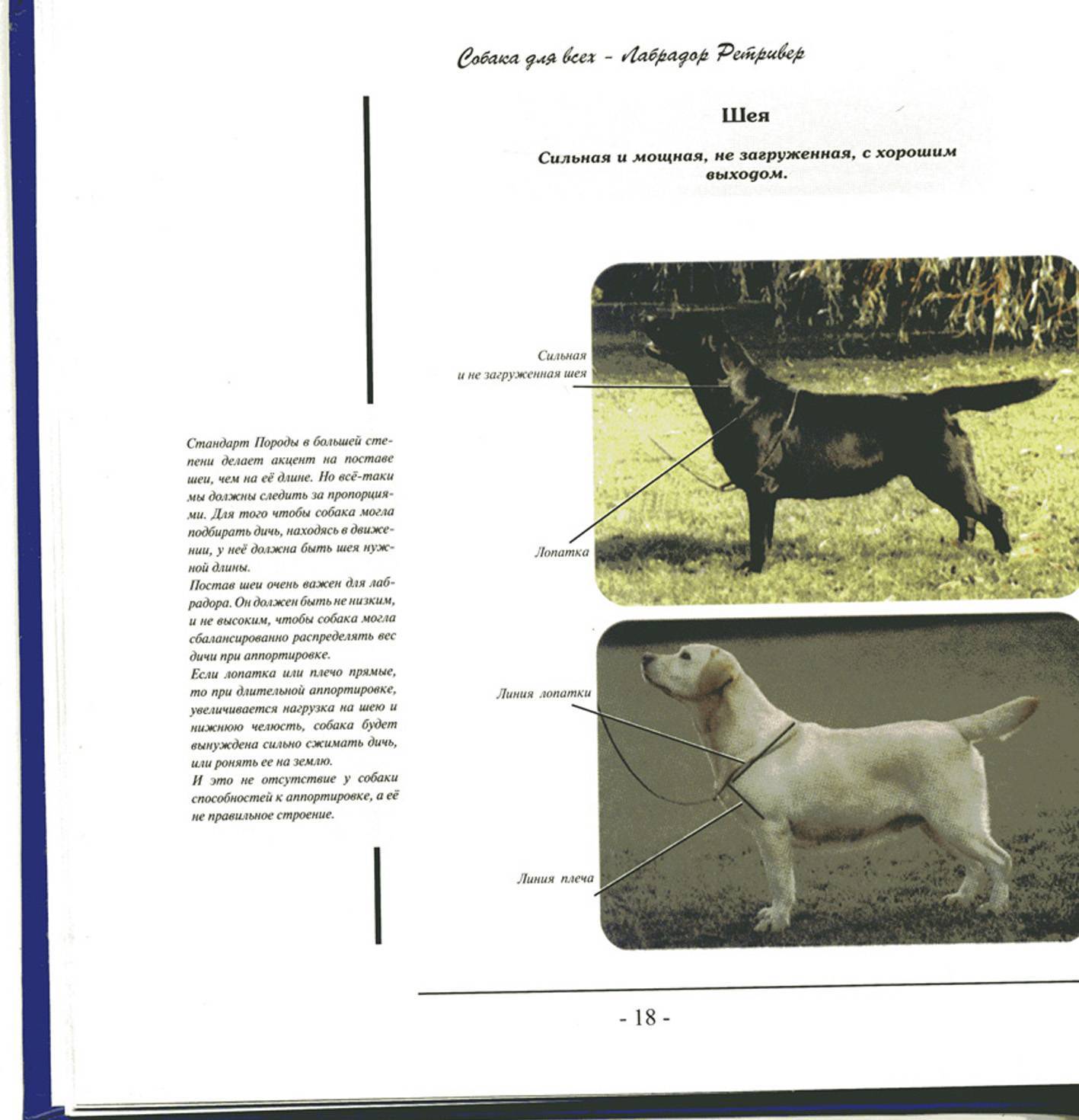 Порода собак ховаварт: особенности вида, правила содержания и прочие аспекты + фото и видео