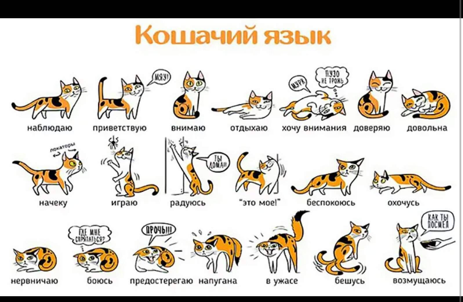 Разговорчивые кошки, что означает настойчивое мяуканье кошки, признак болезни кошки, психология кота кошки говоруна, поведение кошки, реферат почему кошка мяукает? психология кошки