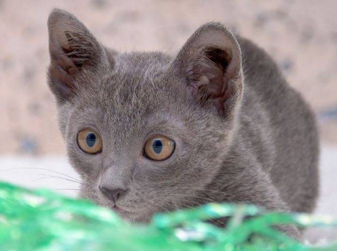 Корат (120 фото породы кошек): здоровье и распространенные болезни, цена, уход, интересные факты о редкой породе кошек из таиланда