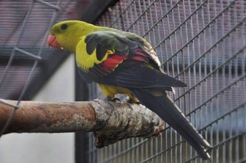 Роскошный горный попугай и все что нужно знать о прекрасной птице