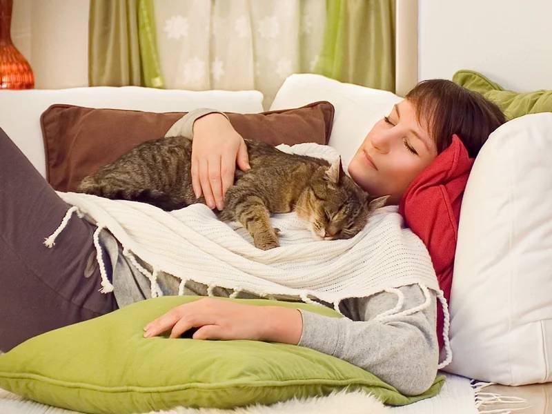 Породы кошек которые спят с хозяевами