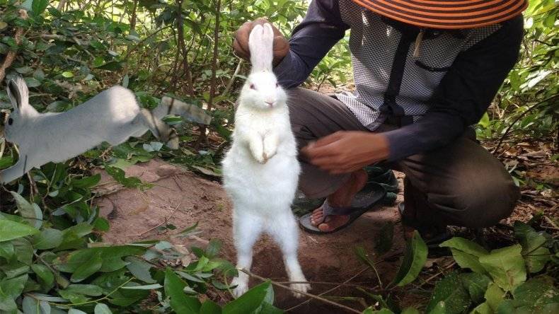 Ловля кроликов в различных условиях: как сделать ловушки своими руками