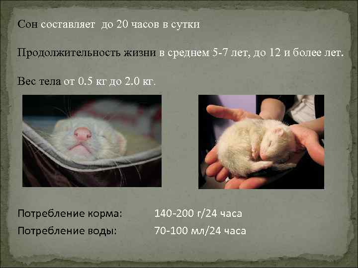 Сколько живет хорек в неволе и дома? :: syl.ru