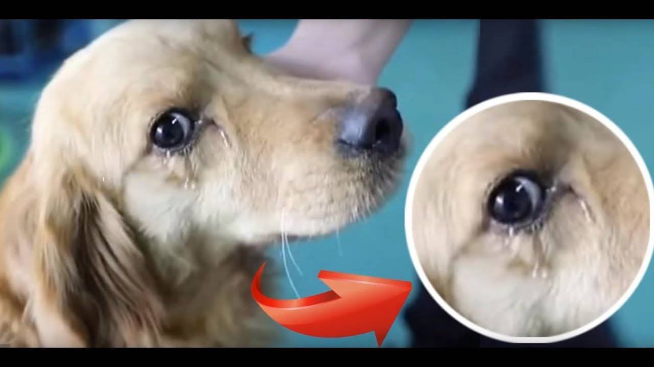 Собака плачет: могут ли и как это выглядит