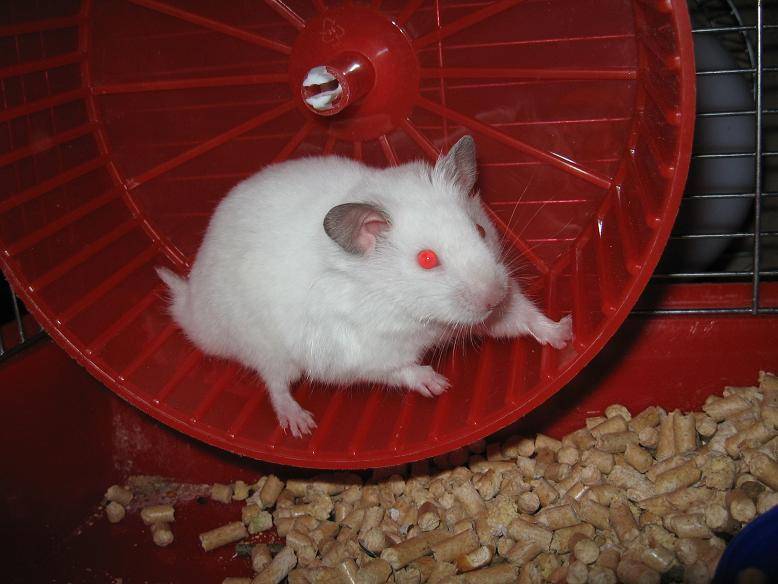 Красноглазые крысы альбиносы - уход и содержание