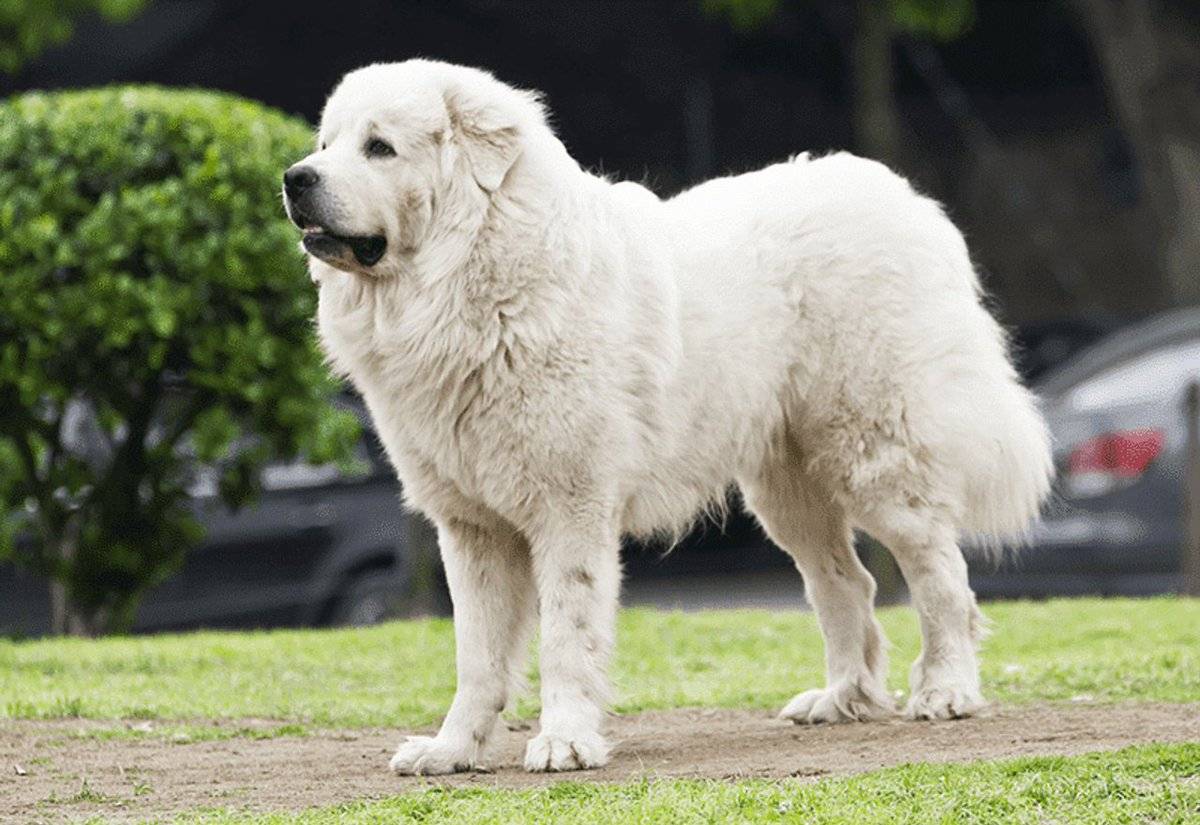 Горная пиренейская собака: описание, характер, фото и отзывы. большая пиренейская горная собака