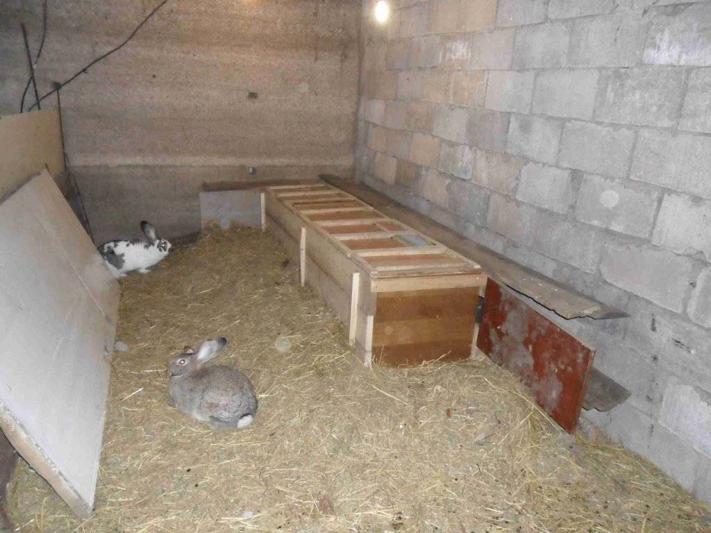 Разведение кроликов в домашних условиях для начинающих: советы, видео
