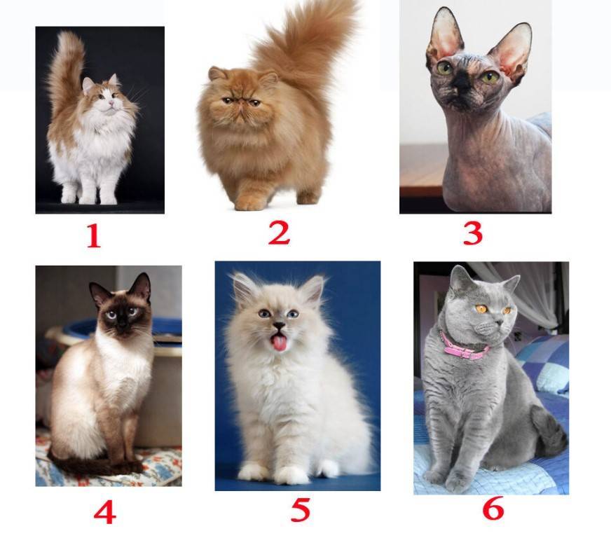 Как выбрать котенка: 10+ советов, вопросы к продавцу