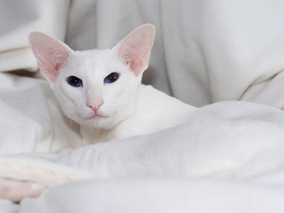 Особенности содержания белой кошки: плюсы и минусы