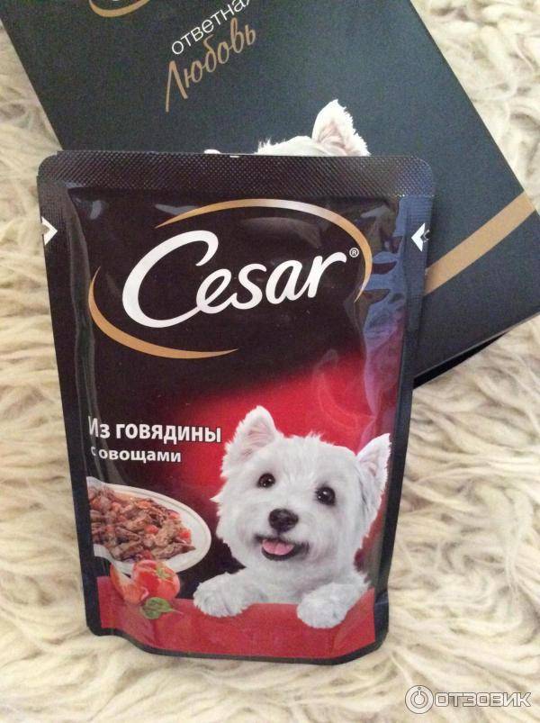 Порода собаки из рекламы корма цезарь фото