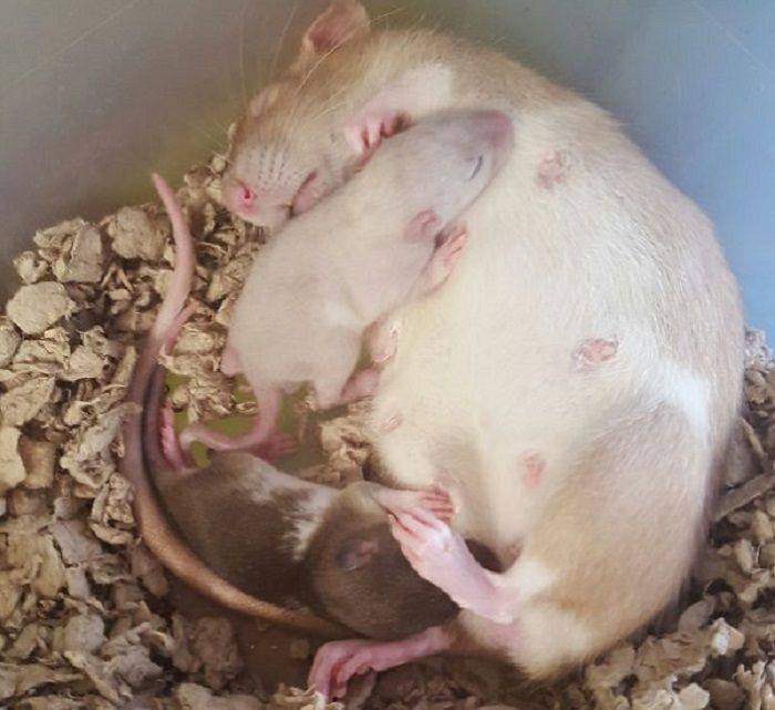 Беременность и роды диких и декоративных крыс