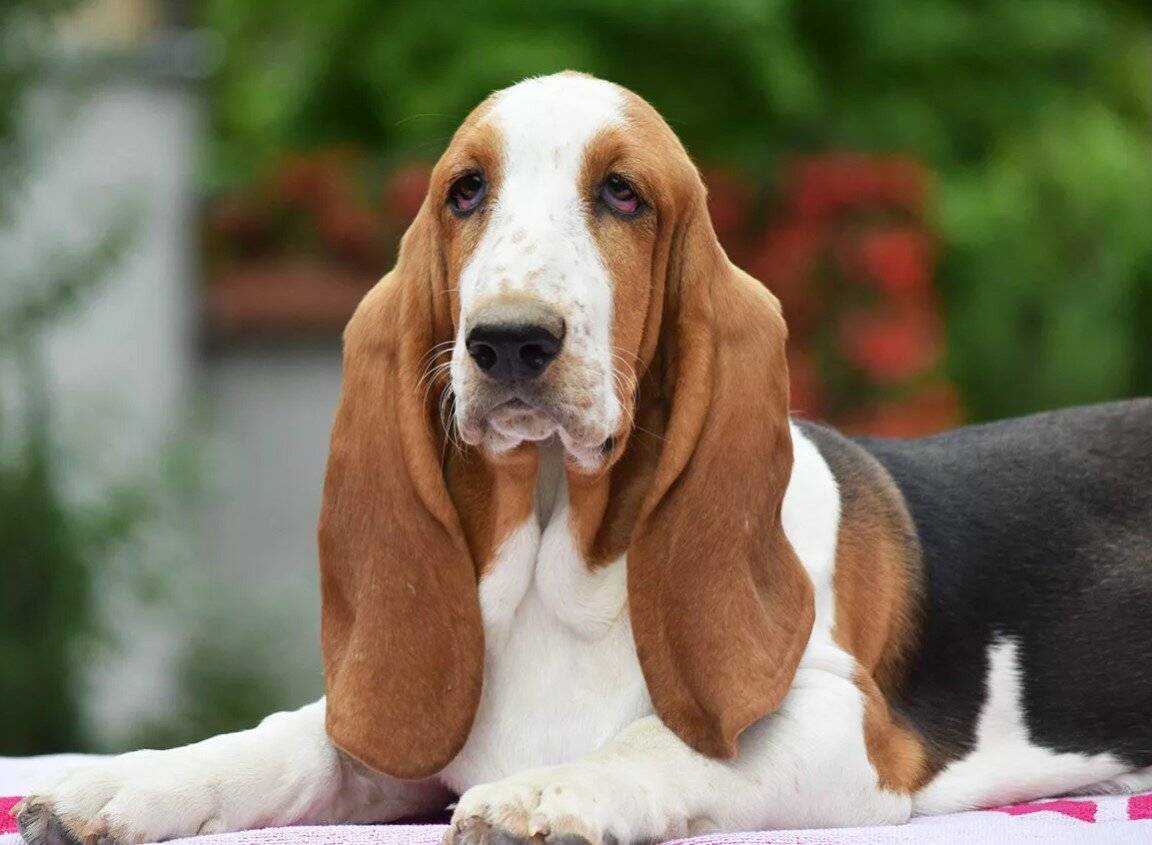 Породы собак с большими ушами: фото и названия | «дай лапу»