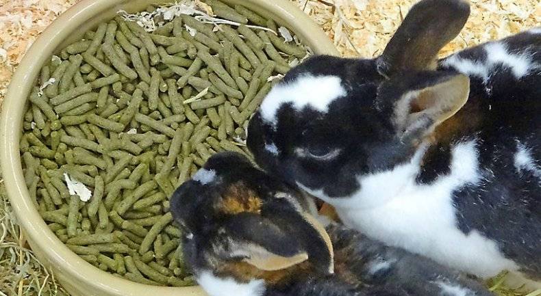 Каким зерном можно кормить кроликов: овес, ячмень, смесь