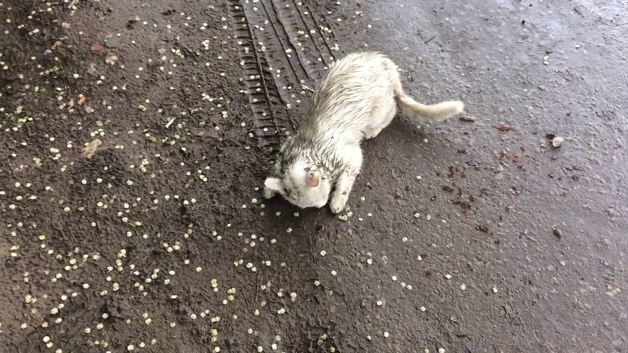 Почему кошки валяются в пыли | зачем, в грязи, в песке