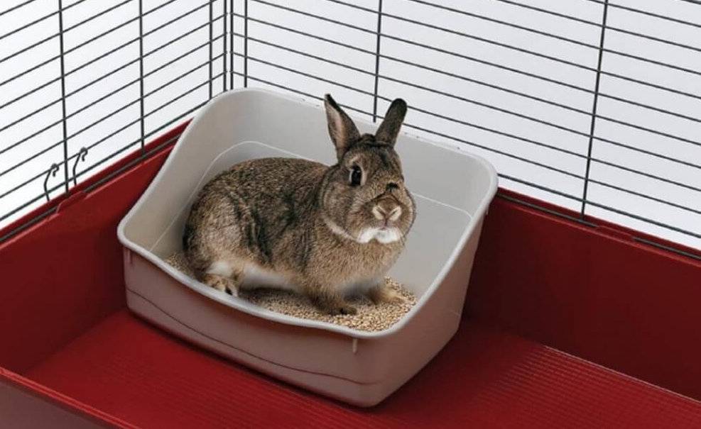 Как приучить кролика к лотку: пошаговая инструкция, советы и рекомендации