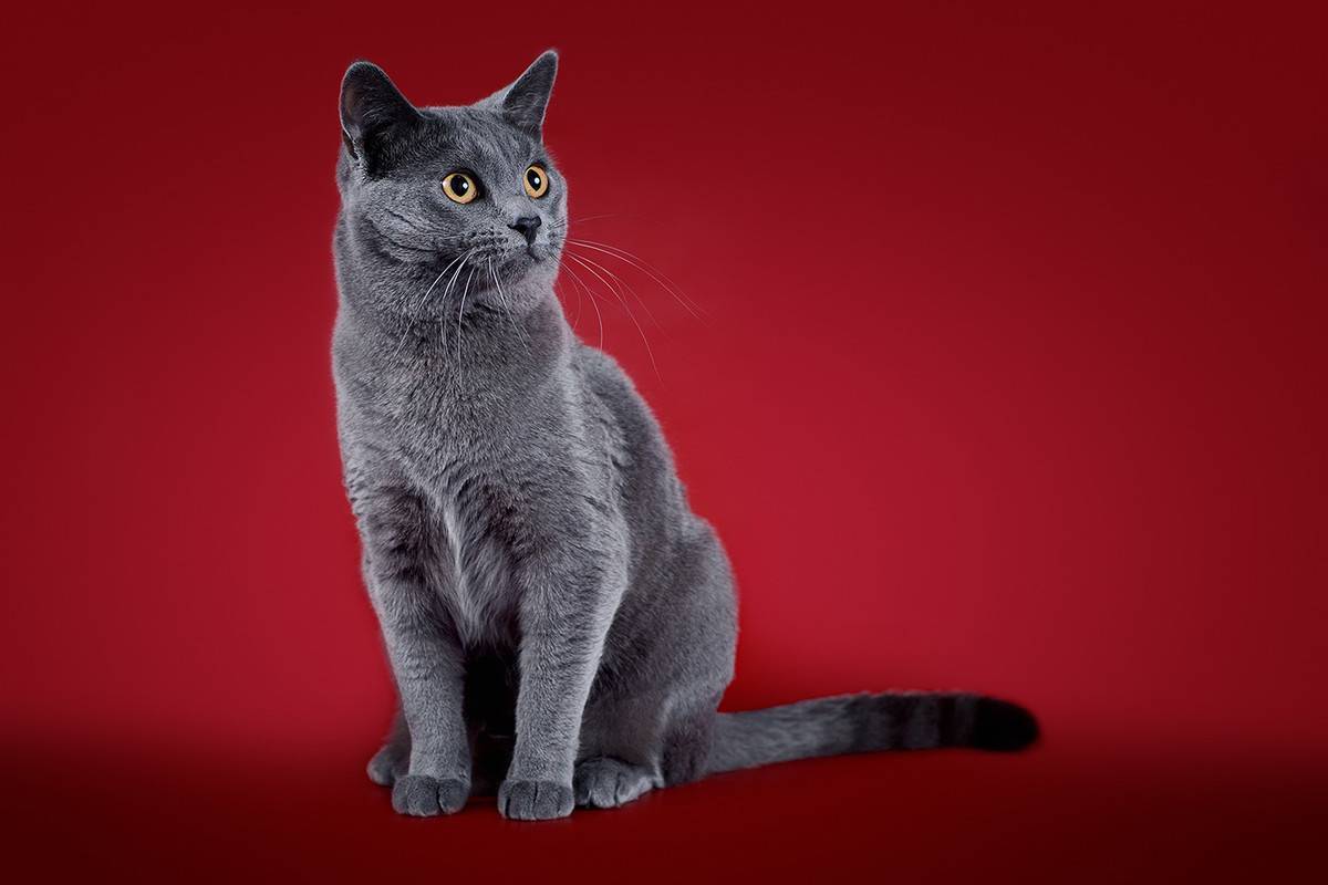 Чем знамениты картезианские кошки и почему они ценятся - мир кошек