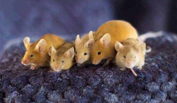 Мышь домашняя — виды, места обитания, виды и внешние характеристики зверька (125 фото и видео)