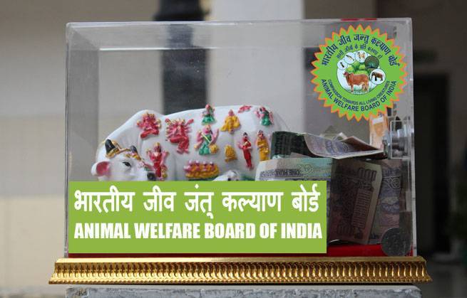 Ceva welfare award | international cat care