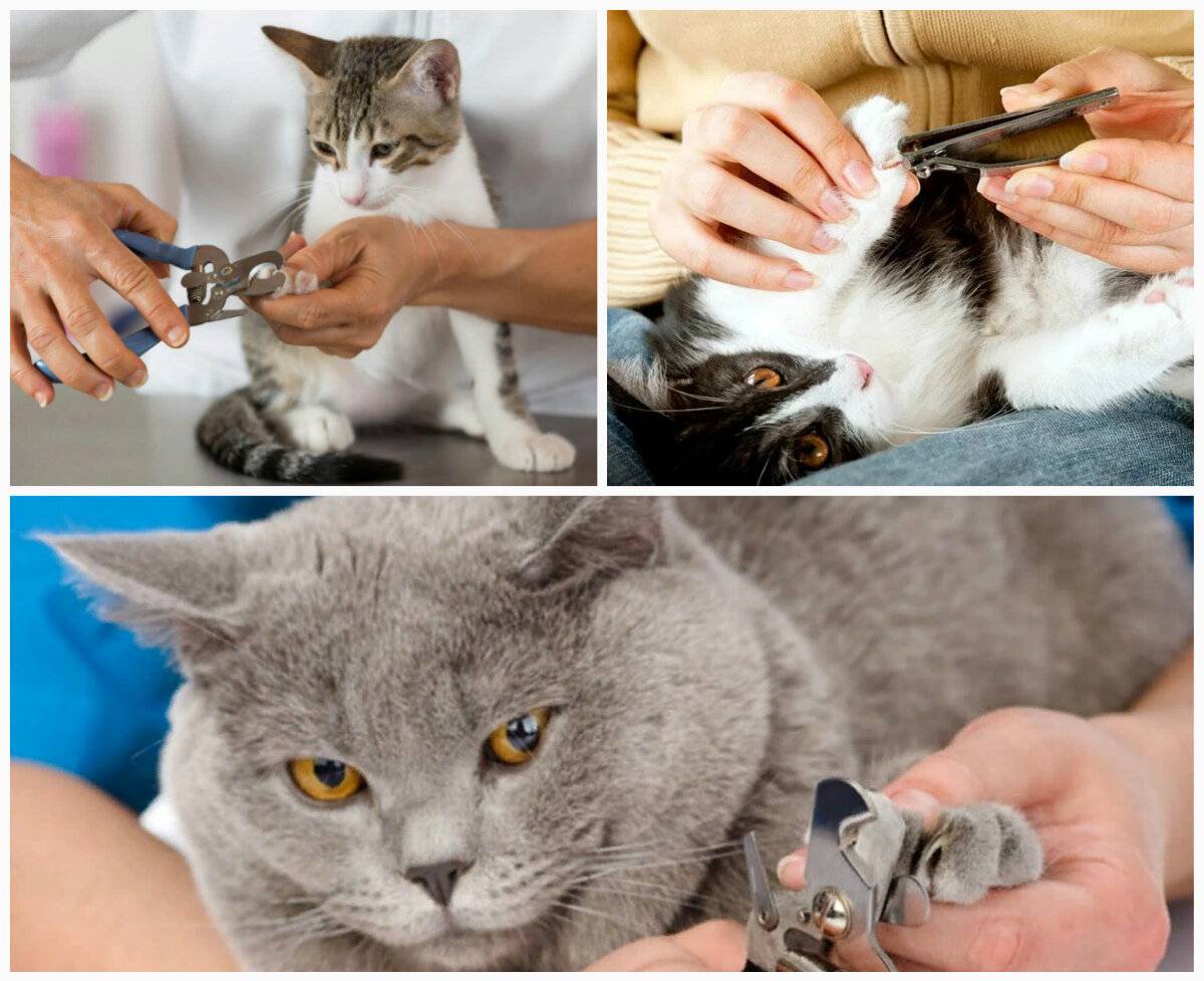 Как правильно подстричь когти кошке в домашних условиях