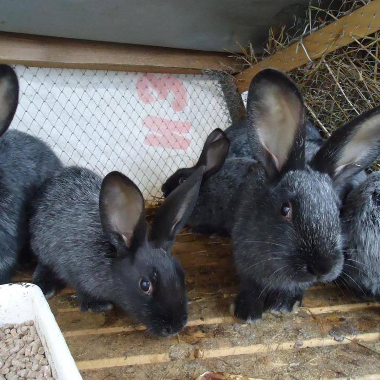 Самая крупная порода кроликов для выращивания – обер.