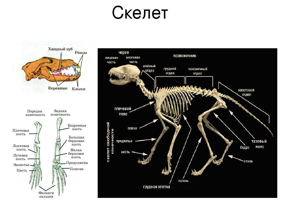 Анатомия кролика строение скелета форма черепа внутренние органы - агро эксперт