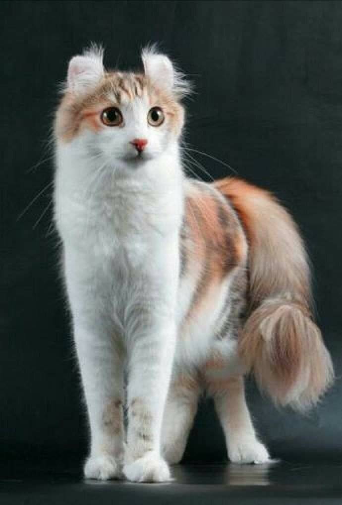 Американская короткошёрстная кошка: история, характер, здоровье, внешний вид, содержание и цена