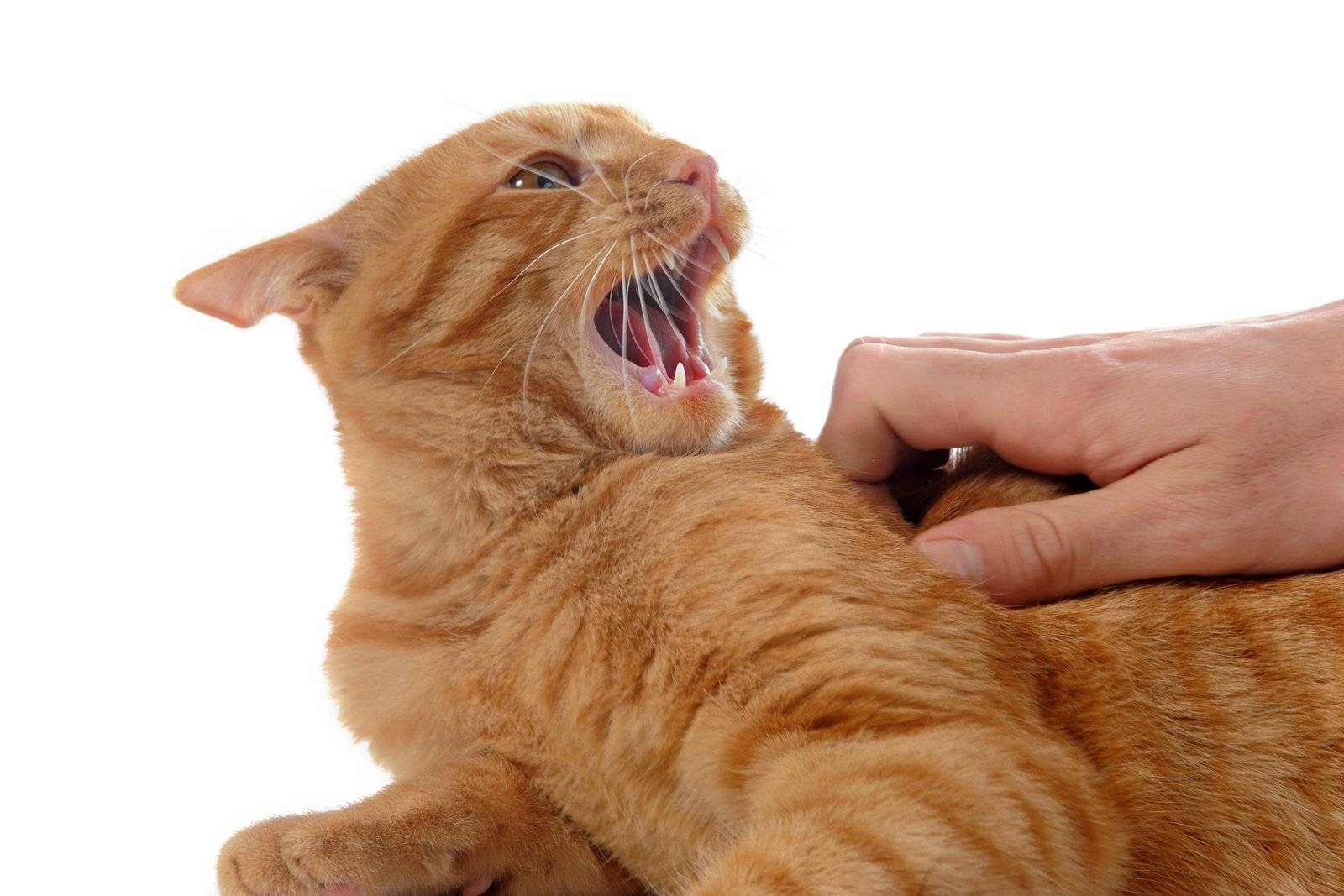 Как отучить котенка кусаться и царапаться — 10 советов