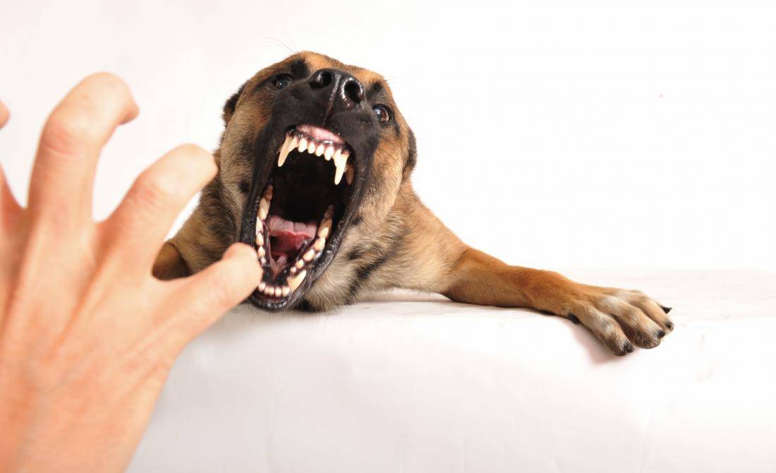 Почему собака кусает и грызет свои лапы