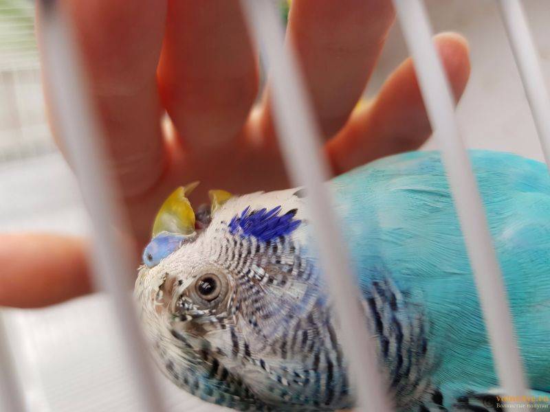 Бывают ли блохи у волнистых попугаев и как с ними бороться