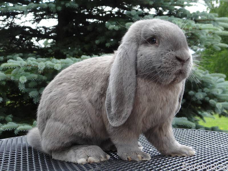 Кролик породы карликовый баран (34 фото): описание породы, особенности голландских вислоухих, черноостевых и других разновидностей. какой средний размер взрослого кролика?