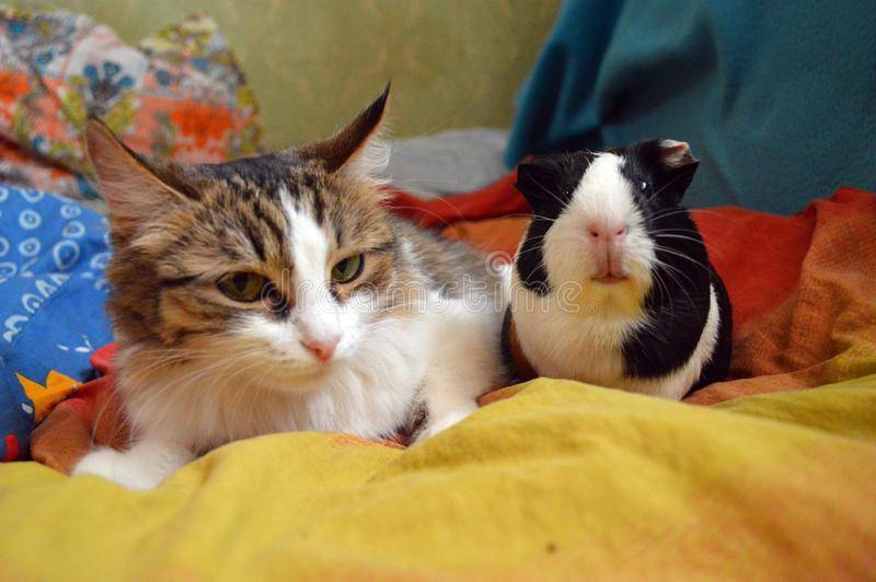 Морские свинки и кошки в одном доме: можно ли содержать питомцев вместе