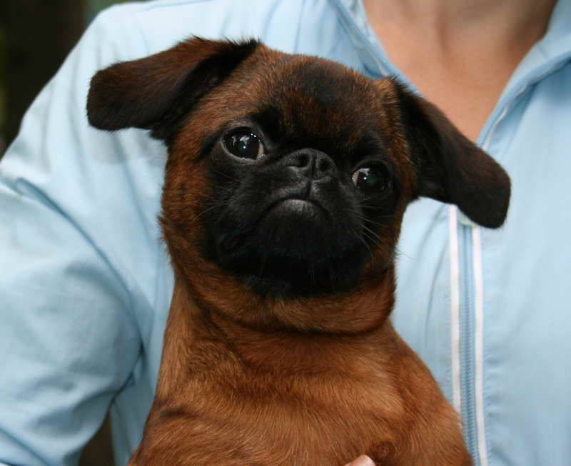Бельгийский гриффон — фото собак, описание породы, характер, особенности
