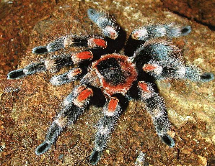 Тарантул: описание паука, среда обитания, сколько живут