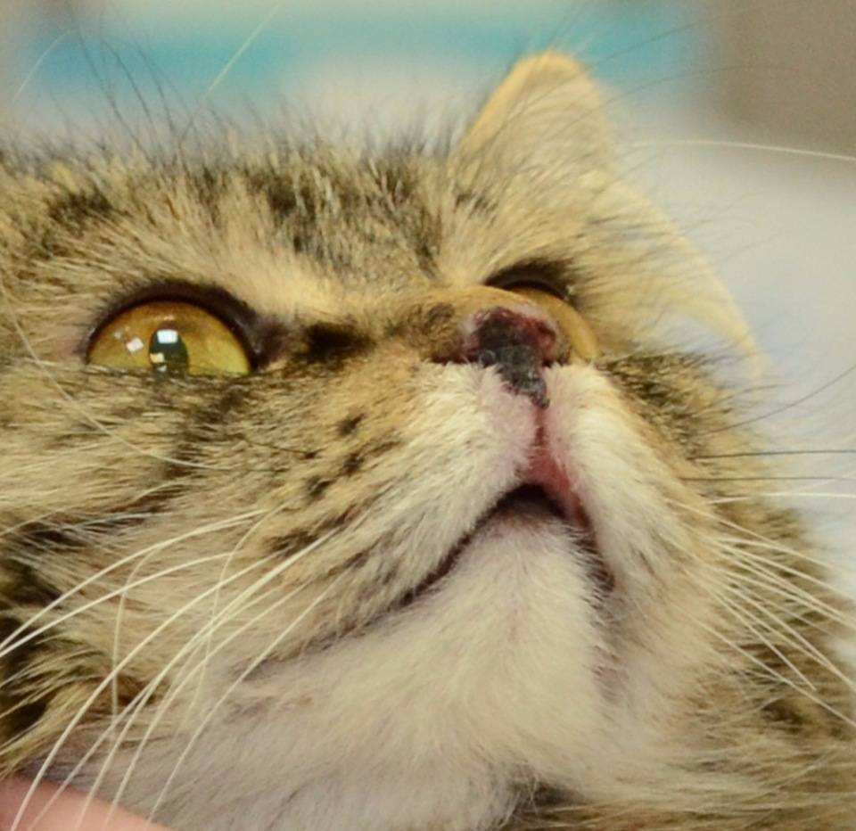 Хламидиоз у кошек: фото, симптомы, лечение, профилактика и вакцины