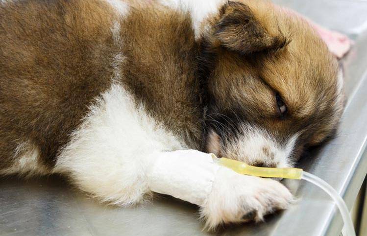 Энтерит у собак: симптомы и причины, виды, профилактика и лечение энтерита у собак