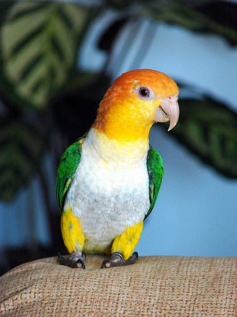 Золотистобрюхий травяной попугайчик (neophema chrysogaster)