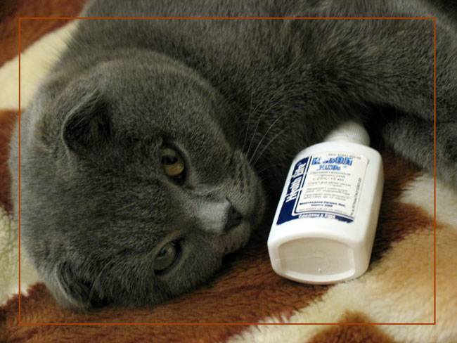 Могут ли кошки заболеть простудой или гриппом?