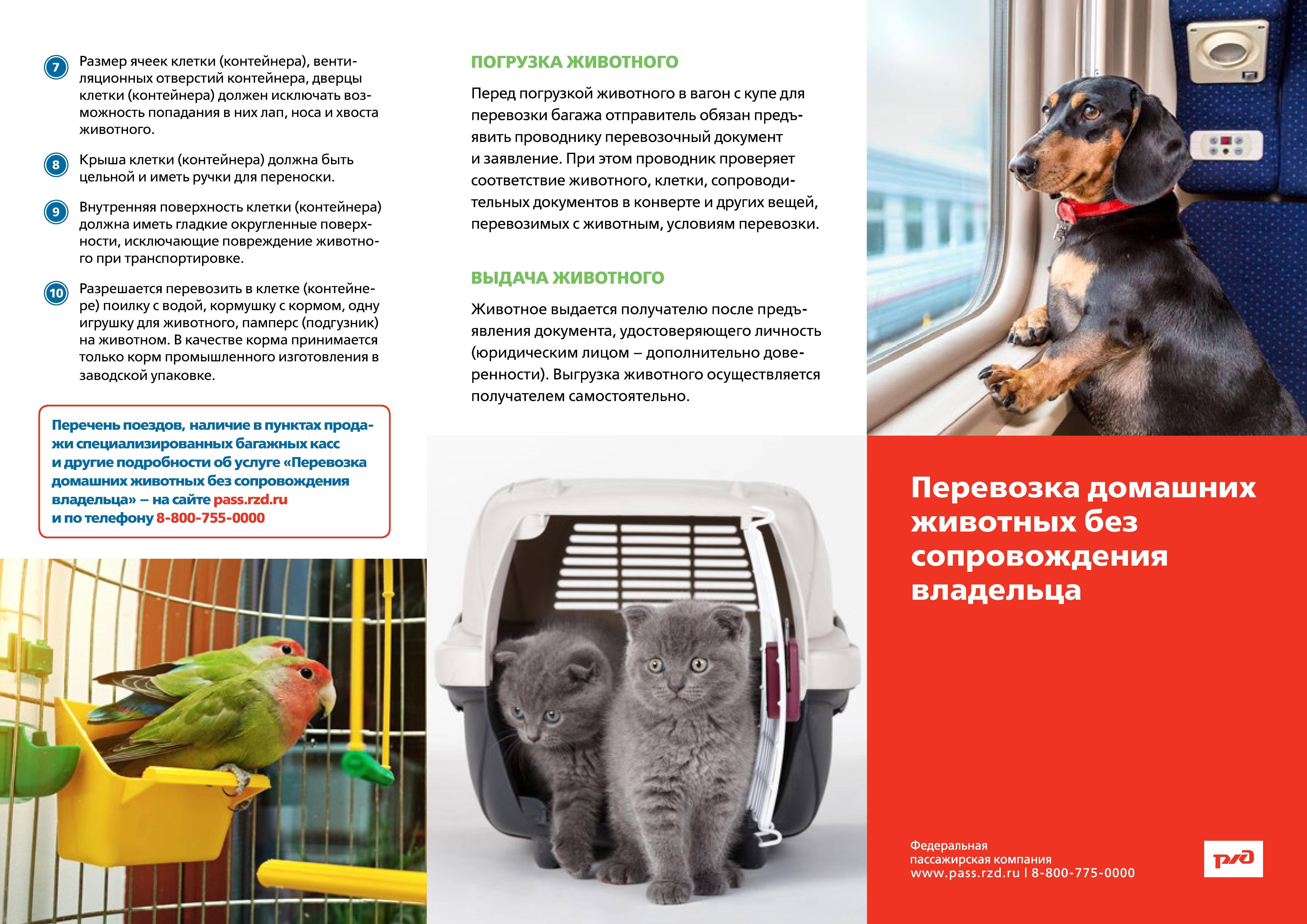 Как перевозить домашних животных в самолётах, поездах и автобусах - парламентская газета