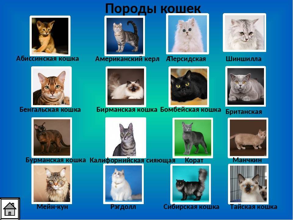Породы кошек с фотографиями и названиями и характеристиками